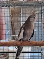 Drie jonge valkparkieten, Meerdere dieren, Parkiet, Tam