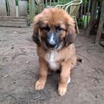 X Leonberger pups, Dieren en Toebehoren, Overige rassen, 8 tot 15 weken, CDV (hondenziekte), Meerdere