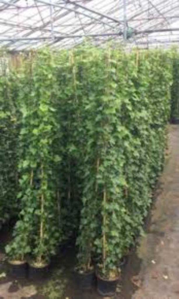 Hedera Hibernica, Tuin en Terras, Planten | Struiken en Hagen, Overige soorten, 100 tot 250 cm, Ophalen