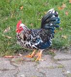 Chabo hanen, Dieren en Toebehoren, Ophalen of Verzenden, Zo goed als nieuw, Kippenhok of Kippenren