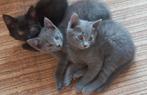 Mooie kittens grijsblauw, zwart, blauwe rusX britse korthaar, Dieren en Toebehoren, Katten en Kittens | Raskatten | Korthaar, Meerdere dieren
