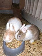 Loffelohr konijntje, Dieren en Toebehoren, Konijnen, Vrouwelijk, Dwerg, 0 tot 2 jaar