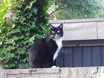 lieve kater Rocky, Kater, Gechipt, 3 tot 5 jaar