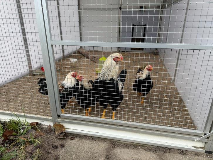 8 sorte hanen, Dieren en Toebehoren, Pluimvee, Kip, Mannelijk