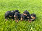Prachtige rottweiler pups, Dieren en Toebehoren, 8 tot 15 weken, Meerdere, Meerdere dieren, Herder