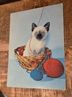 Siamees katje in mandje met wol, Verzenden, 1980 tot heden, Gelopen, Hond of Kat