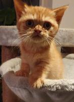 Prachtige Brits Korthaar kittens, Dieren en Toebehoren, Katten en Kittens | Raskatten | Korthaar, Meerdere dieren, Ontwormd, 0 tot 2 jaar