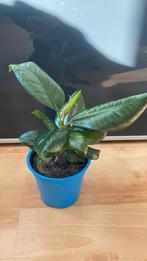 FICUS ELASTIC/RUBBERBOOM, Huis en Inrichting, Kamerplanten, Ficus, Volledige schaduw, Ophalen of Verzenden, Minder dan 100 cm