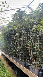 Gratis snoeischaar bij €100,00 of meer Hedera, alle maten, Ophalen, Overige soorten, 100 tot 250 cm
