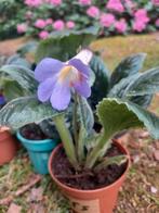 Streptocarpus, lila bloei!, Huis en Inrichting, Ophalen of Verzenden, Halfschaduw, Minder dan 100 cm