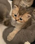 Britse korthaar kittens golden shaded 1 over, Dieren en Toebehoren, Katten en Kittens | Raskatten | Korthaar, Meerdere dieren