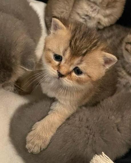 Britse korthaar kittens golden shaded 1 over, Dieren en Toebehoren, Katten en Kittens | Raskatten | Korthaar, Meerdere dieren