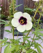 Hibiscus Hennepstokroos zaden, Verzenden, Voorjaar, Volle zon, Zaad