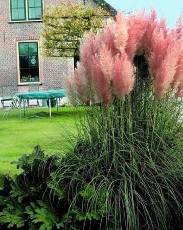 Pampasgras (Cortaderia sel.) beschikbaar voor biedingen