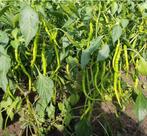 Komkommer Plant Aubergin Tomaat Kapya  Biber aci Tatli, Volle zon, Groenteplanten, Eenjarig, Ophalen of Verzenden