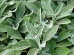 ezelsoren Stachys byzantina, Ophalen, Bodembedekkers, Volle zon, Vaste plant