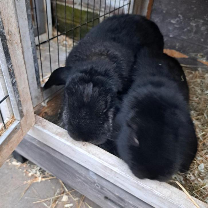 Te koop 3 konijntjes en 1 gecastreerde man, Dieren en Toebehoren, Konijnen, Dwerg, Meerdere dieren