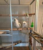Witkuif kaketoe’s, Dieren en Toebehoren, Vogels | Parkieten en Papegaaien, Vrouwelijk, Papegaai, Tam