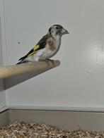 majoor putter pop wildkleur, Dieren en Toebehoren, Vrouwelijk, Wildzangvogel, Tam