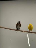 Parva putter man, Dieren en Toebehoren, Vogels | Overige Vogels, Mannelijk, Wildzangvogel, Geringd