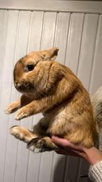 Kleurdwerg mix, Mannelijk, Dwerg