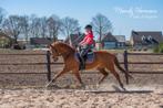 Knappe Dressuurruin, Dieren en Toebehoren, Paarden, 11 jaar of ouder, Z, Gechipt, Ruin