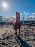 10 jarige sportmerrie zoekt endurance/recreatie maatje, Dieren en Toebehoren, Paarden, Merrie, ZZ, Gechipt, 7 tot 10 jaar
