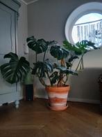 Grote Monstera in terracotta pot, Huis en Inrichting, Kamerplanten, Ophalen, Halfschaduw, Minder dan 100 cm