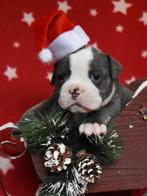 Old English Bulldog pups, Dieren en Toebehoren, Honden | Bulldogs, Pinschers en Molossers, Rabiës (hondsdolheid), 8 tot 15 weken