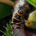 Ranitomeya imitator ‘Huallaga banded’ gif kikkers, Dieren en Toebehoren, Reptielen en Amfibieën
