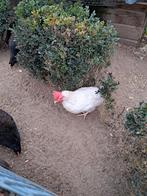 2 Witte leghorns en 1 bruine legkip te koop., Dieren en Toebehoren, Pluimvee, Vrouwelijk, Kip