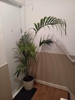 Kentia palm kamerplant 180cm evt te bezorgen*, Huis en Inrichting, Kamerplanten, Ophalen, Overige soorten, Halfschaduw, In pot