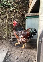 Wyandotte kriel haan, eventueel met hen, Mannelijk, Kip