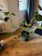 Monstera/kamer plant, Huis en Inrichting, Ophalen, 100 tot 150 cm, Overige soorten, Halfschaduw
