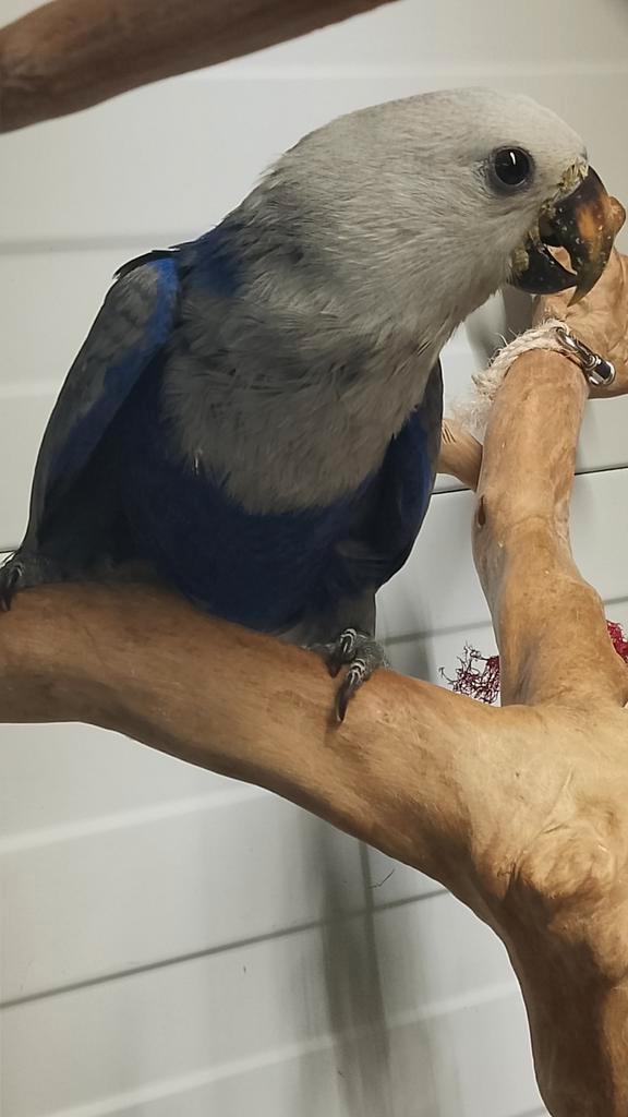 Tamme jonge blauwe Edel papegaai pop met DNA en getest op al, Dieren en Toebehoren, Vogels | Parkieten en Papegaaien, Papegaai