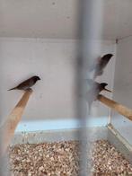 Muskaatvinken, Dieren en Toebehoren, Vogels | Overige Vogels, Meerdere dieren, Tropenvogel