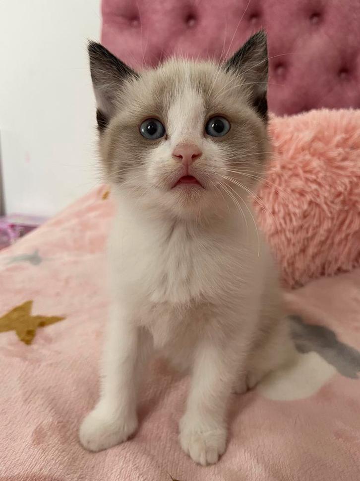 1 Britse/Europese korthaar, Dieren en Toebehoren, Katten en Kittens | Raskatten | Korthaar, Meerdere dieren, Ontwormd, Ingeënt