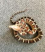 1.0 Scaleless het. Anery. Amel Pantherophis Guttatus, Dieren en Toebehoren, Reptielen en Amfibieën