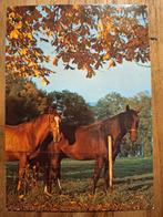 Dieren - Paard, Verzamelen, Ansichtkaarten | Dieren, Ophalen of Verzenden, Ongelopen, Paard