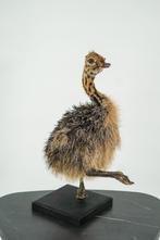 Opgezet struisvogel kuiken - Wildernis Atelier, Ophalen of Verzenden, Nieuw, Opgezet dier
