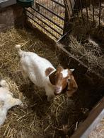 Tk boerbokje fleslam super mak, Dieren en Toebehoren, Mannelijk, Geit, 0 tot 2 jaar