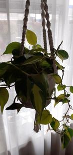 Grote  hangplant Drakenklimop, Huis en Inrichting, Kamerplanten, Ophalen, Halfschaduw, Minder dan 100 cm