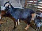 Dwerggeit bok blauwschimmel met tan CAE en CL-vrij, Dieren en Toebehoren, Schapen, Geiten en Varkens, Mannelijk, Geit, 0 tot 2 jaar