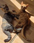 Kitten, Poes, Ontwormd, 0 tot 2 jaar