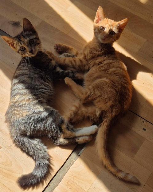 Kitten, Dieren en Toebehoren, Katten en Kittens | Raskatten | Langhaar, Poes, 0 tot 2 jaar, Ontwormd