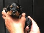 Prachtig nestje kleine medium labradoodle pups, Overige rassen, CDV (hondenziekte), 8 tot 15 weken, Geslacht onbekend