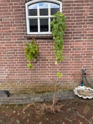Esdoorn boom stek 2x beschikbaar voor biedingen