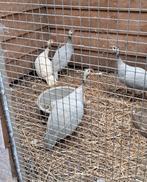 Parelhoenders, Dieren en Toebehoren, Pluimvee, Meerdere dieren, Kip