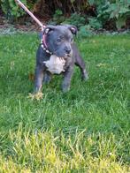 Hoog segment American bully pups ABKC stambomen 2 teefjes, Overige rassen, 8 tot 15 weken, Meerdere, Meerdere dieren