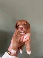 De allerliefste Nova Scotia Duck Tolling Retriever pups!, Dieren en Toebehoren, Rabiës (hondsdolheid), Overige rassen, 8 tot 15 weken